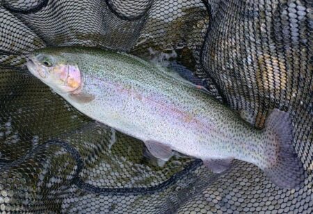 雨の天竜川ルアーフライテンカラ専用区